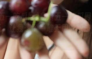 我爱五一吃瓜网在安卓的更新，让我想了一堆无用的想法，哈哈哈！